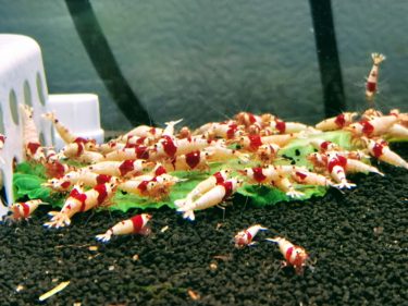 レッドビーシュリンプの飼育は難しいのか？　ポツポツ死ってよく聞くけど・・・｜初心者向けレッドビーシュリンプ飼育⑥