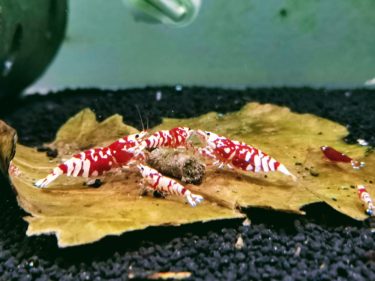 レッドビーシュリンプを投入しよう｜初心者向けレッドビーシュリンプ飼育㉗