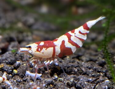 【初心者必見】レッドビーシュリンプ飼育のいろは　★枚方えび★独断と偏見で！｜レッドビーシュリンプ　★枚方えび★流　飼育法