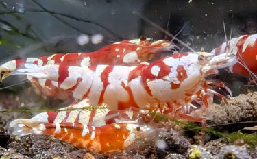 枚方タイガービーについて